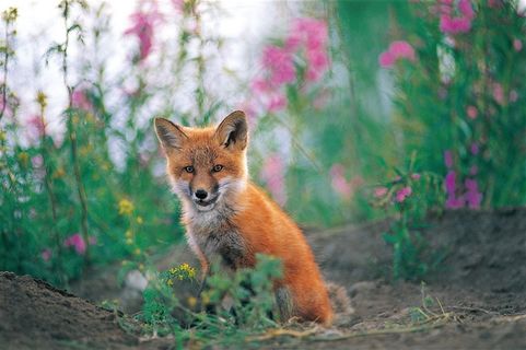 唯美背景野生动物小狐狸图片