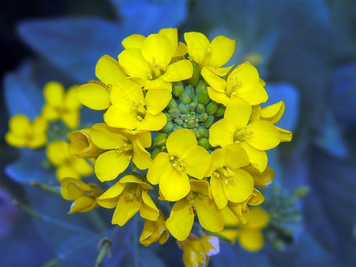 高清油菜花素材下载