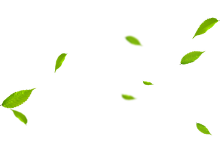 飘落的树叶免抠素材