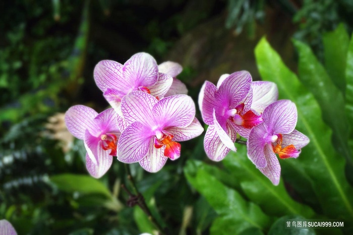好看的白色紫花图片