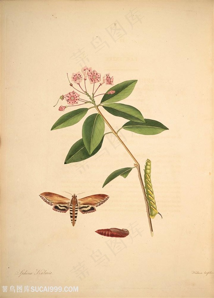 蝴蝶植物花枝昆虫复古图谱
