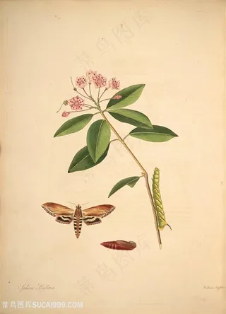蝴蝶植物花枝昆虫复古图谱