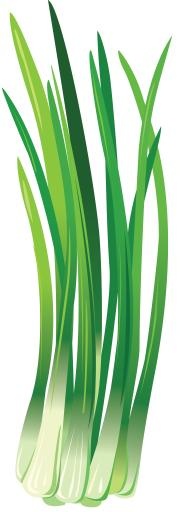 韭菜免抠(1706x4653)