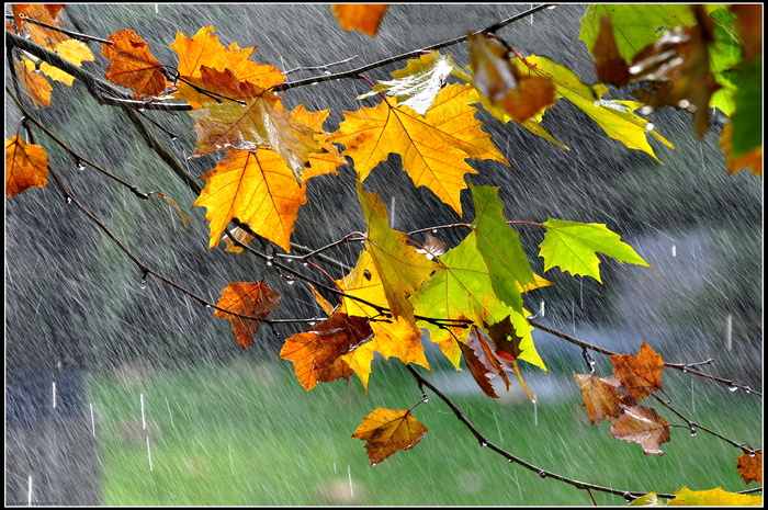 秋天的雨图片大全