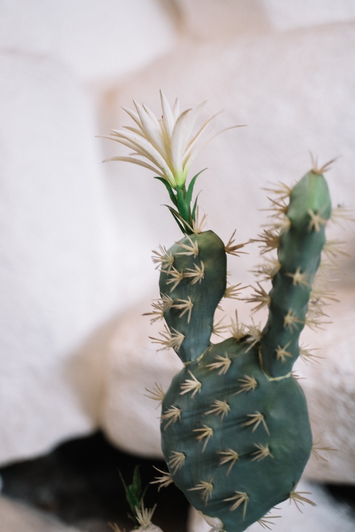 绿色仙人掌仙人球摄影素材