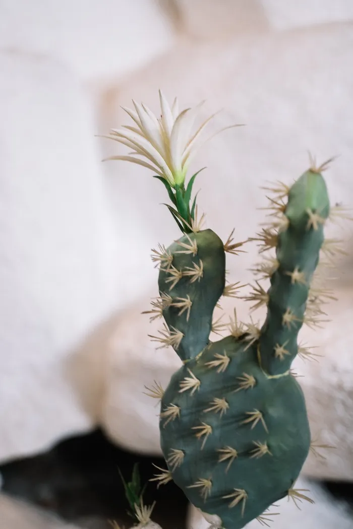 绿色仙人掌仙人球摄影素材