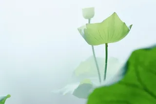 荷叶简约清新淡绿色背景