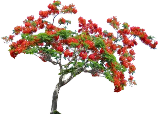 树木树枝树叶免扣素材