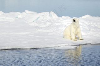 海边的北极熊图片