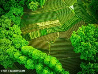 杭州龙井茶园图片素材