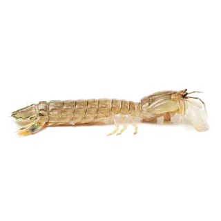 虾类(6)海鲜超市商品红酒白底图免抠实物摄影png格式图片透明底