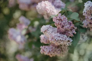 高清绣球花唯美花朵图片 高清绣球花唯美花朵图片
