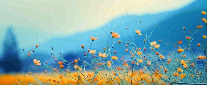 简约橙色小花鲜花，蓝色天空山脉虚幻意境摄影图(1712x704)