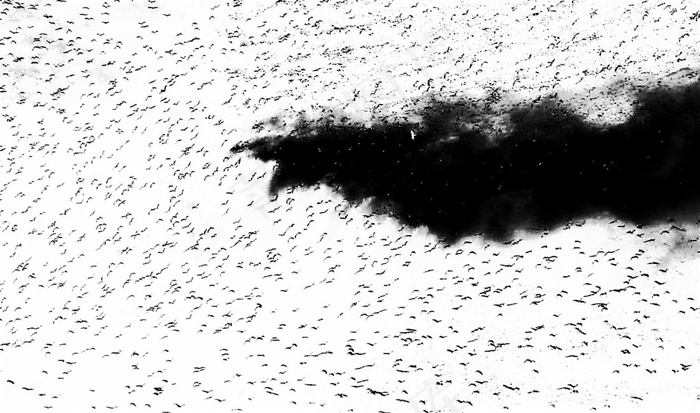 强大无惧的飞鸟