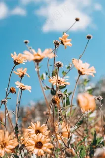 唯美野菊花图片 唯美野菊花图片