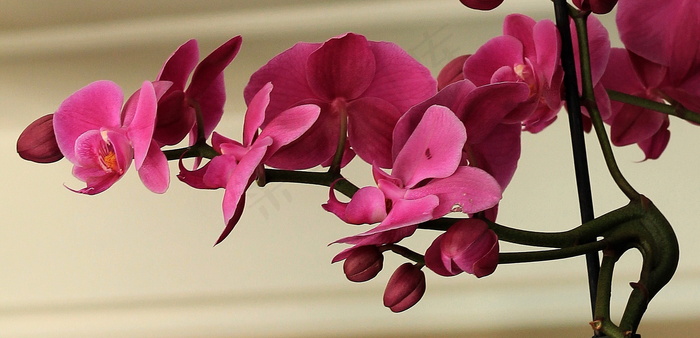 红色兰花图片