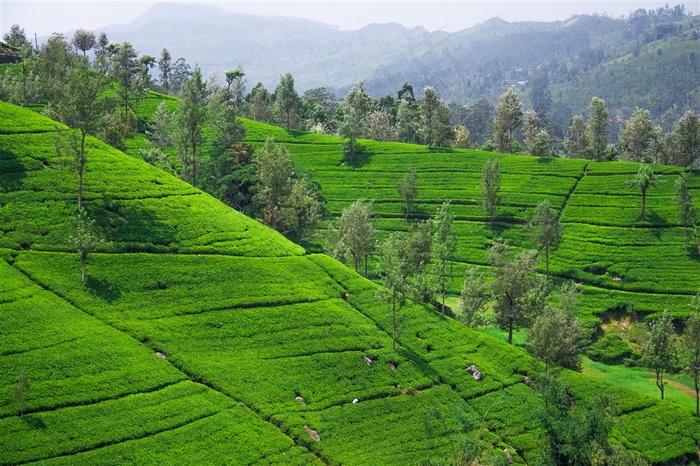 美丽的茶山茶园景色高清图片