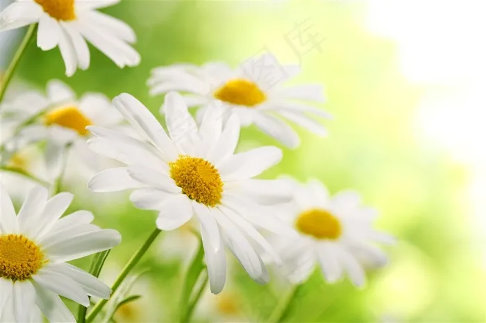 唯美高清雏菊鲜花图片
