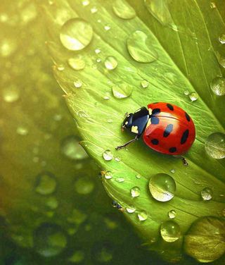 春夏天季节七星瓢虫昆虫绿叶，夏至摄影图