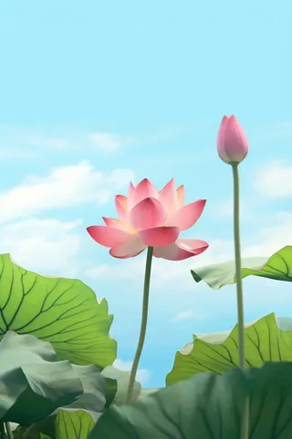 清新阳光荷花荷叶天空白云背景