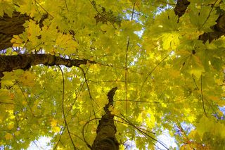 秋天树木黄叶鸟瞰图片