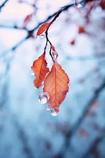 秋叶红色冰水珠背景