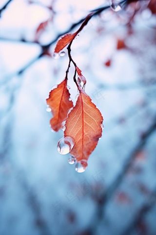 秋叶红色冰水珠背景