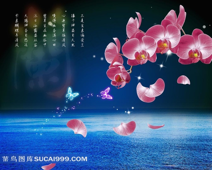 装饰画背景画无框画蝴蝶兰