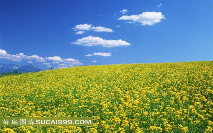 金色油菜花地图片