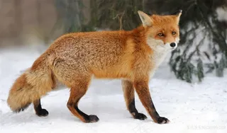 红狐狸摄影图片