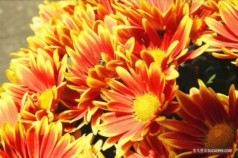 好看的菊花图片