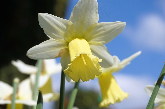 清秀典雅的水仙花高清图