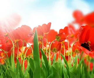 图片设计素材背景炫光背景