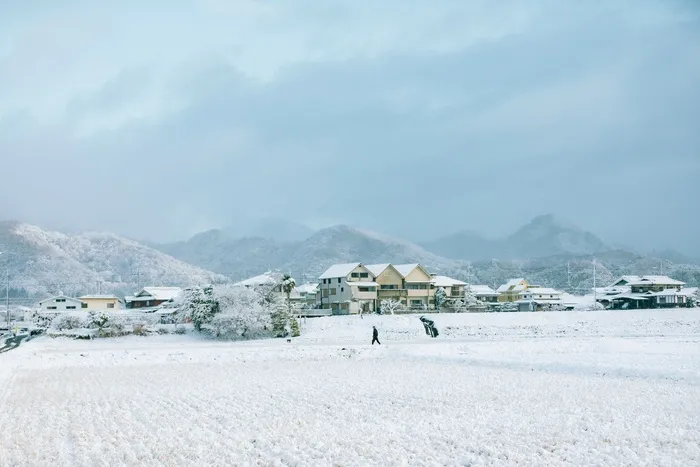 白雪冰雪冬天林木