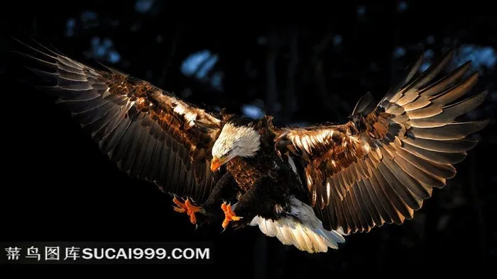 欧美室内效果图气质