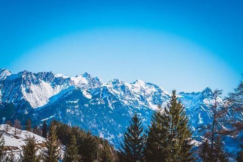 冬天白色背景风景大树