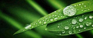 夏天绿叶露水露珠萌芽清新，雨水白露谷雨摄影图