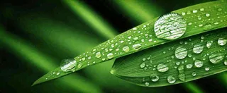 夏天绿叶露水露珠萌芽清新，雨水白露谷雨摄影图