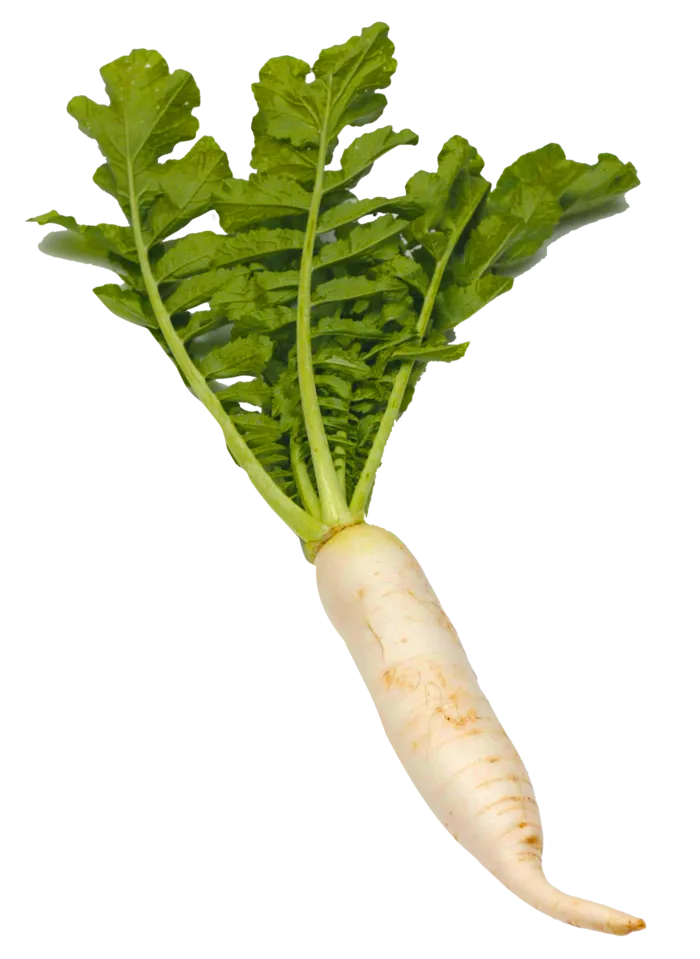 萝卜大头菜