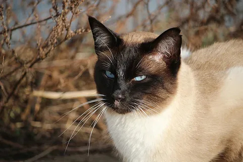 可爱猫咪 动物 素材 奶萌 (115) 可爱猫咪 动物 素材 奶萌 (115)