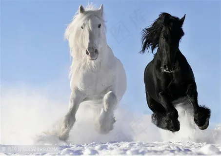 奔跑的白骏马与黑骏马图片