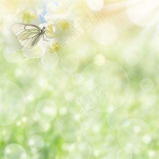 唯美白色花朵上停留的蝴蝶高清图片