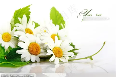 唯美菊花写实小白菊花卉特写