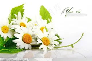 唯美菊花写实小白菊花卉特写