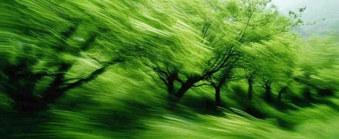 绿色树木虚幻树林摄影图(1712x704)