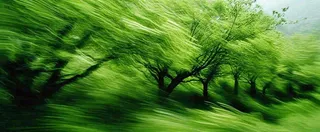 绿色树木虚幻树林摄影图