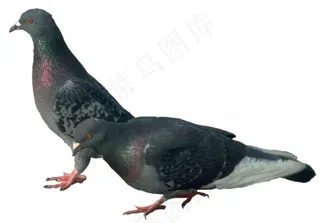 两只黑灰色的鸽子