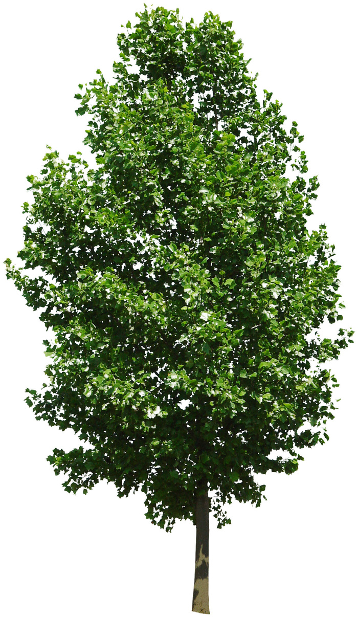 高清树木素材 免抠PSD植物素材 美术绘画园林贴图 树草灌木花草