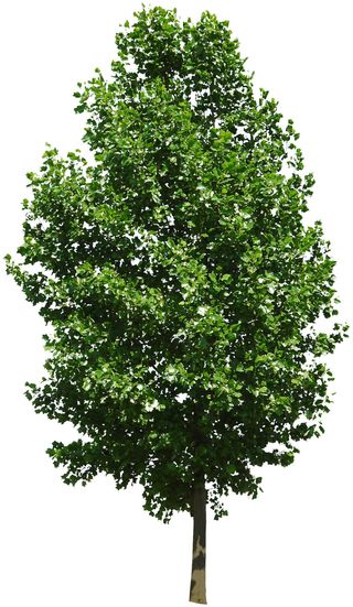 高清树木素材 免抠PSD植物素材 美术绘画园林贴图 树草灌木花草