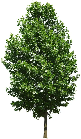 高清树木素材 免抠PSD植物素材 美术绘画园林贴图 树草灌木花草